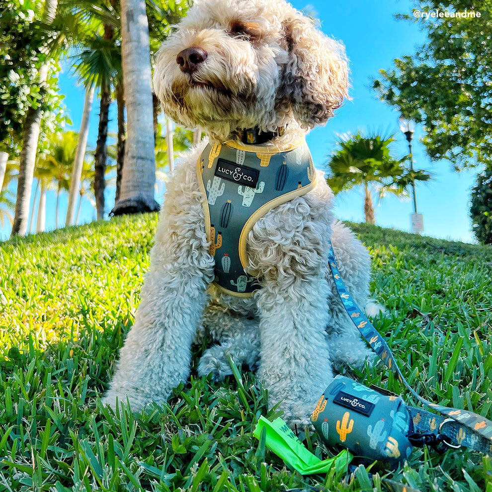 Dispensador de Bolsas Looking Sharp