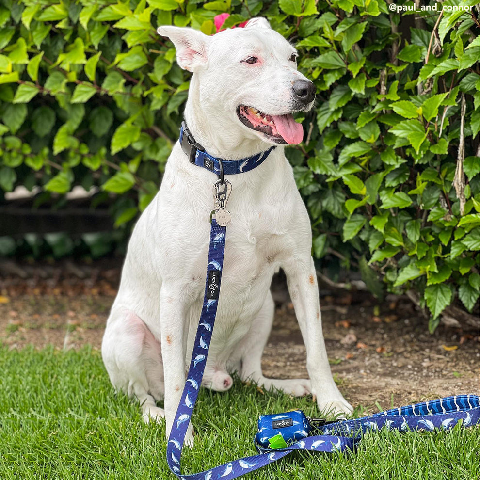 Dispensador de Bolsas Shark Attack