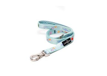 Correa Feeling Fintastic