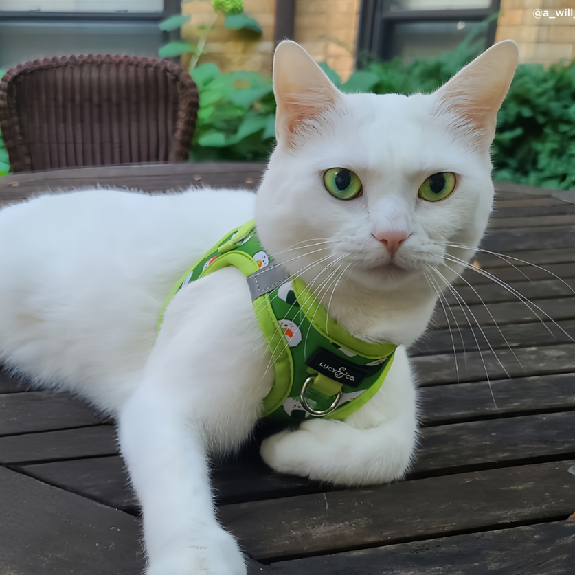 Pechera para Gato How I Roll