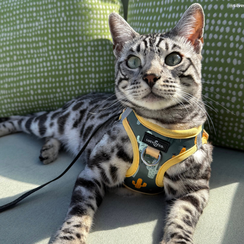 Pechera para Gato Looking Sharp