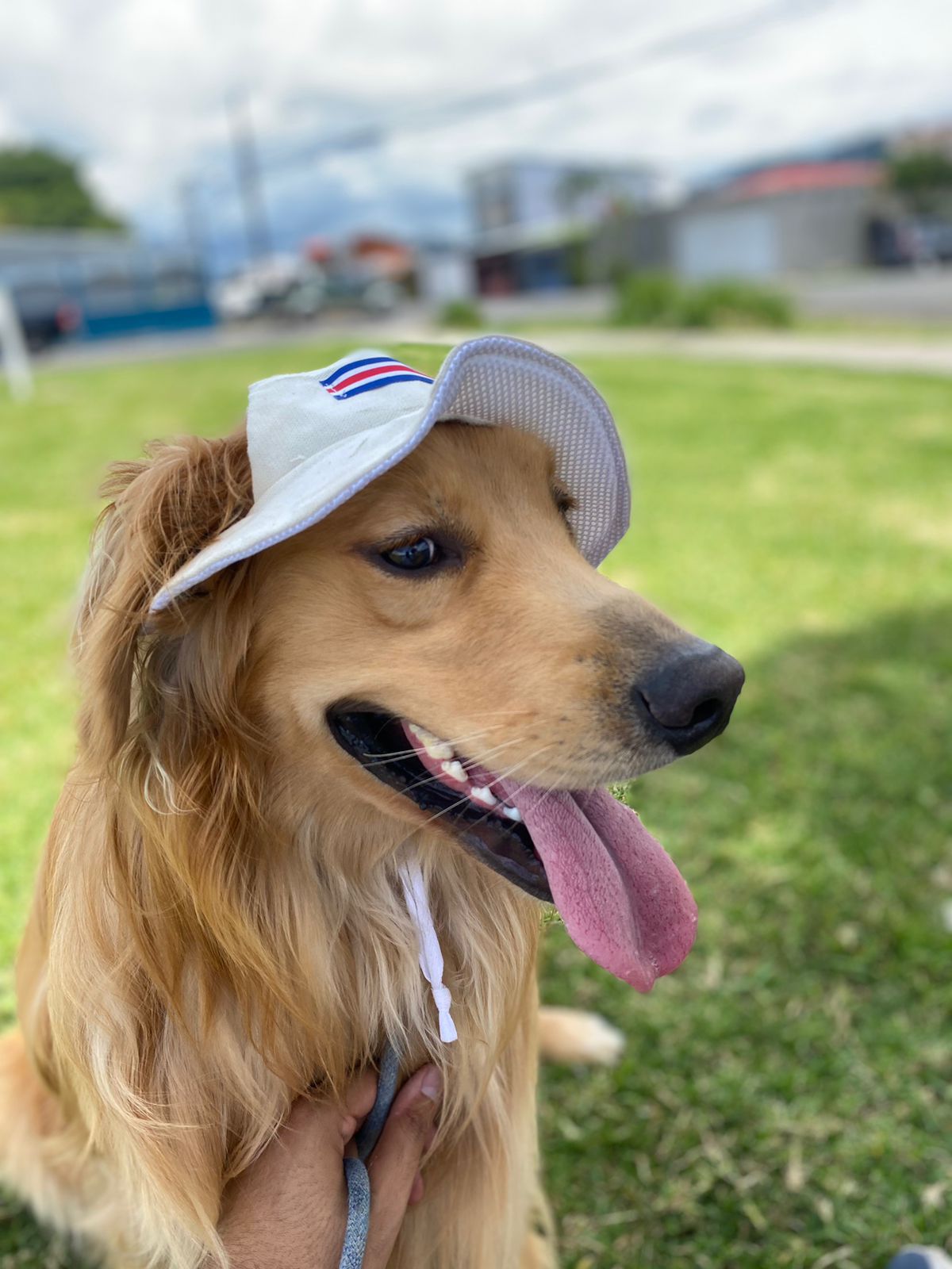 Chonete Típico para Perros y Gatos