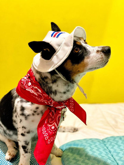 Chonete Típico para Perros y Gatos