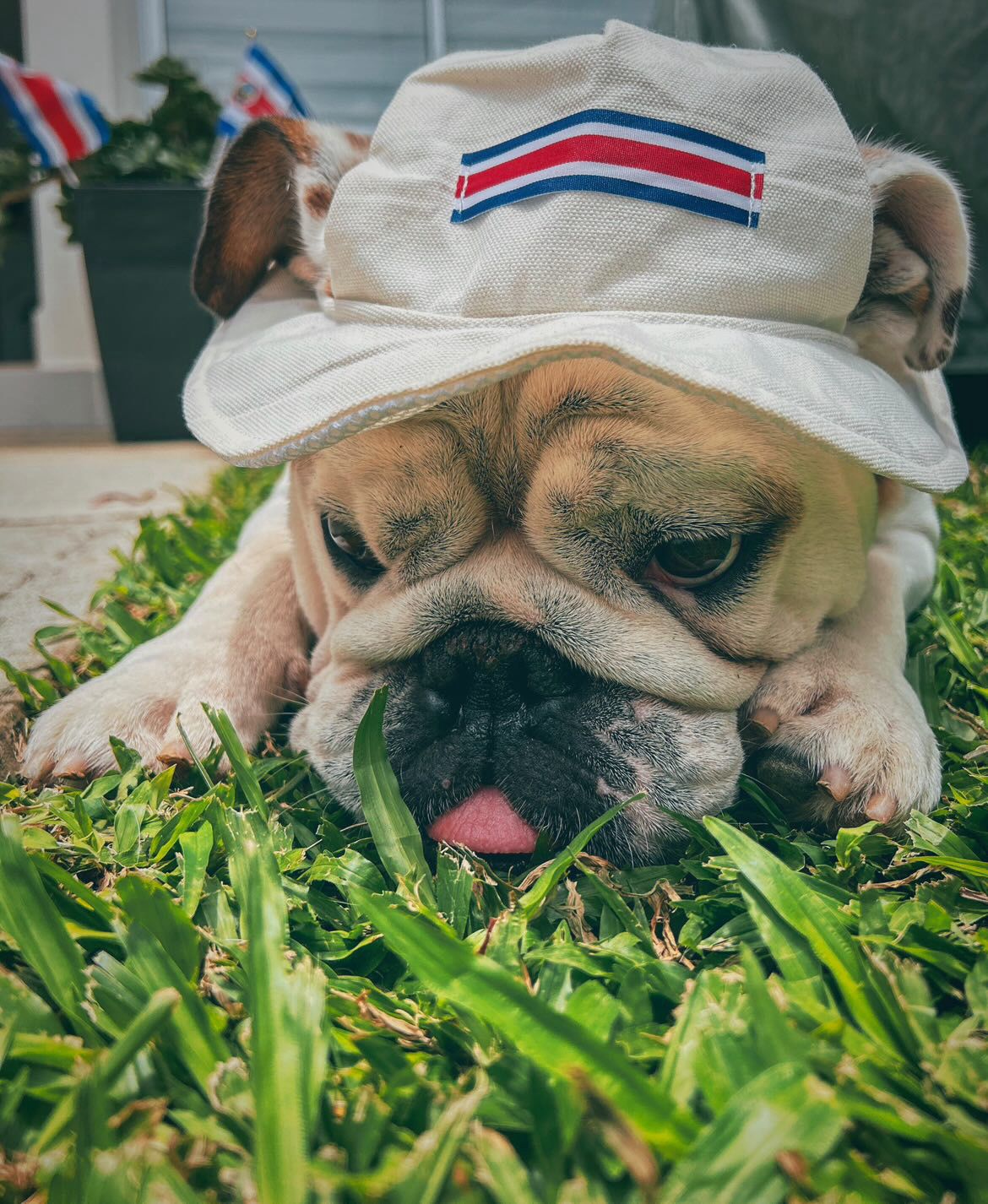 Chonete Típico para Perros y Gatos