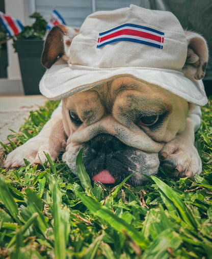 Chonete Típico para Perros y Gatos