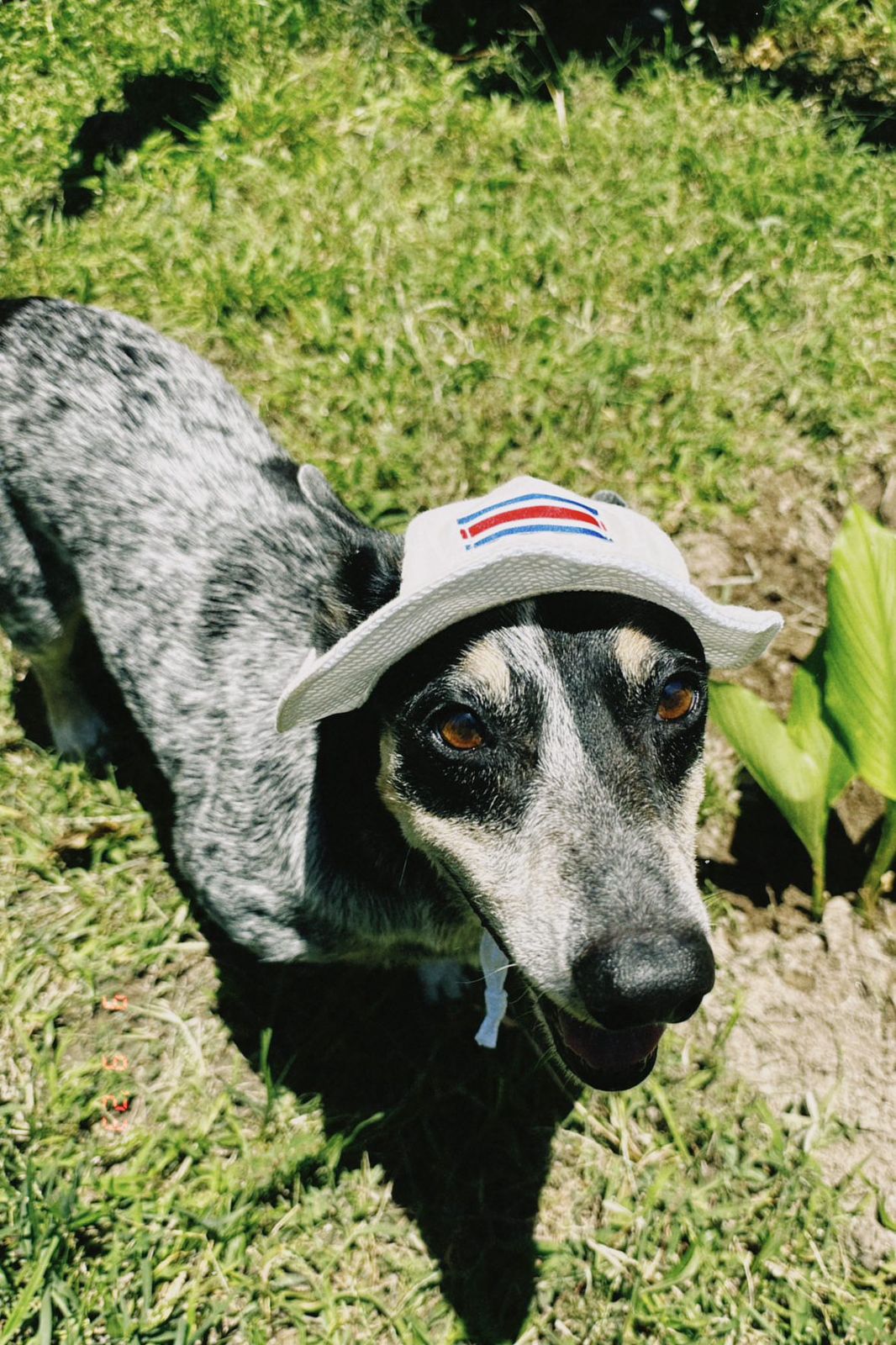 Chonete Típico para Perros y Gatos