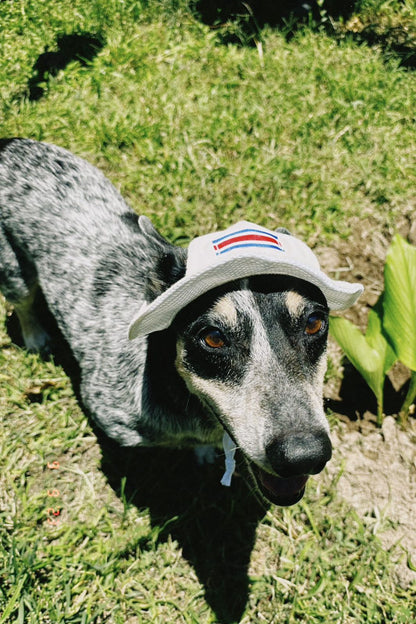 Chonete Típico para Perros y Gatos