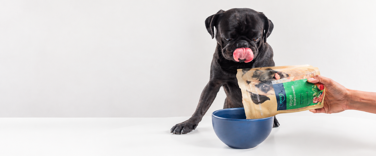 Pug negro esperando su receta Woof Bourguignon Groovy junto a bowl azul